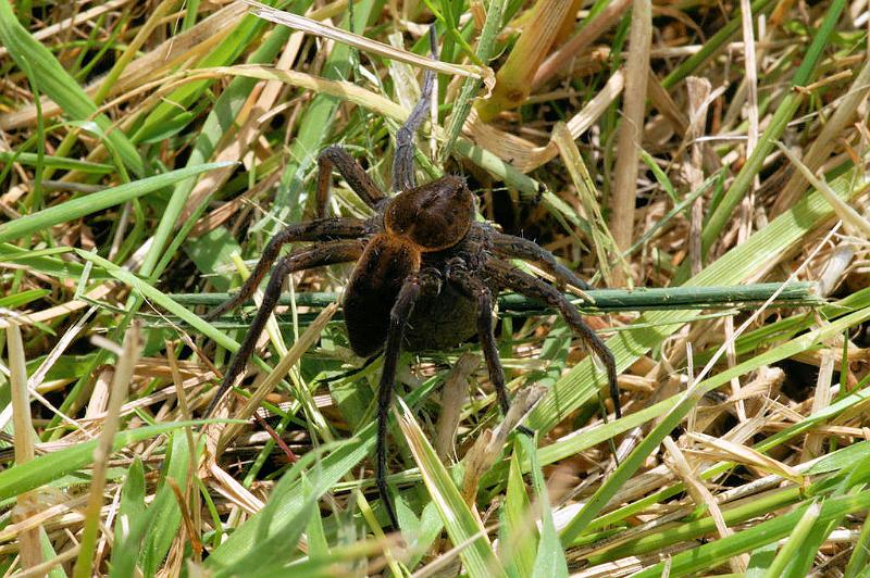 Dolomedes_plantarius_D5137_Z_88_Canal du Nivernais_Frankrijk.jpg